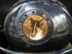 60 years after Laika, what happened to all the animals sent to space