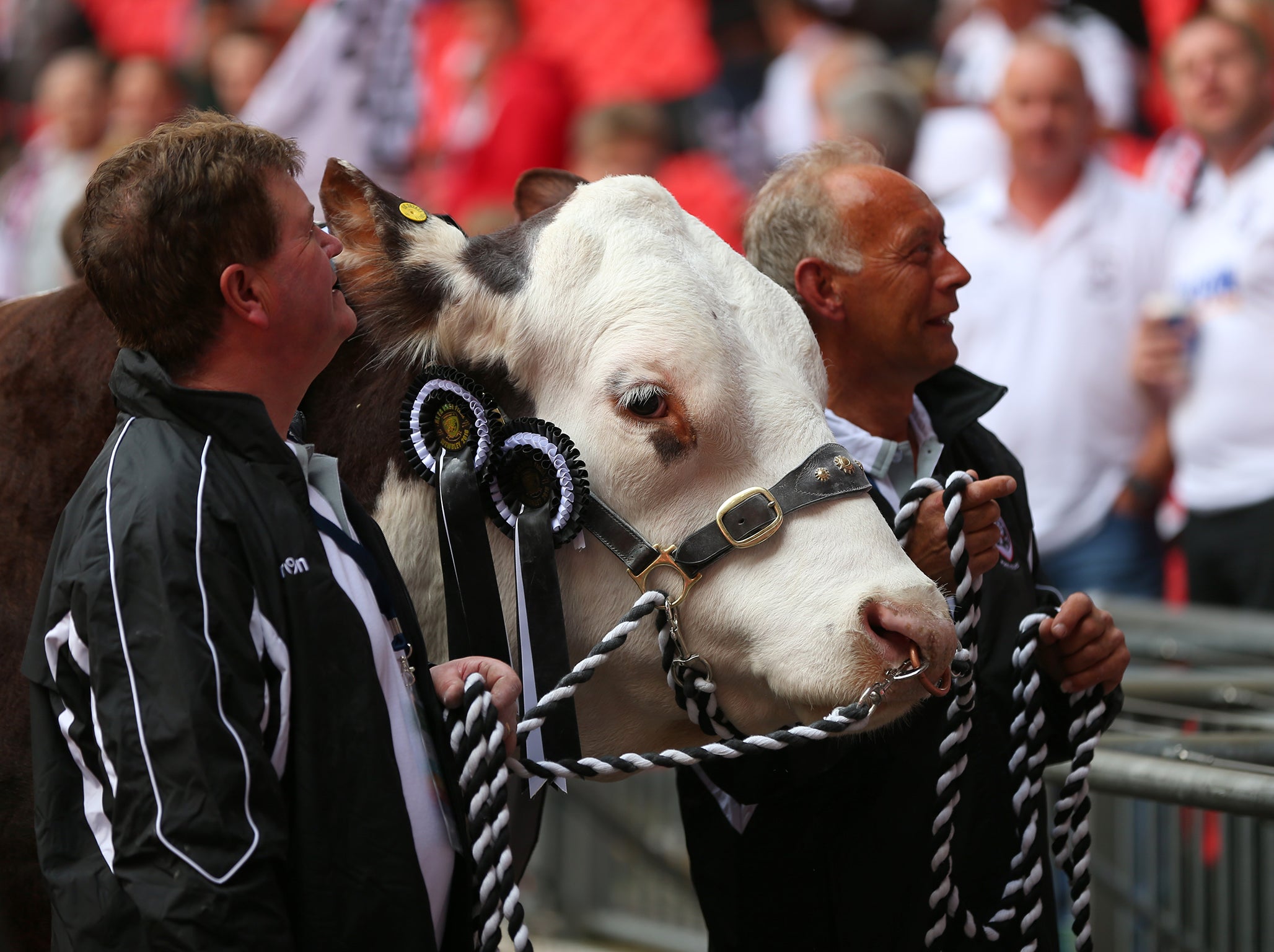 Hereford currently play in the Southern League Premier Division