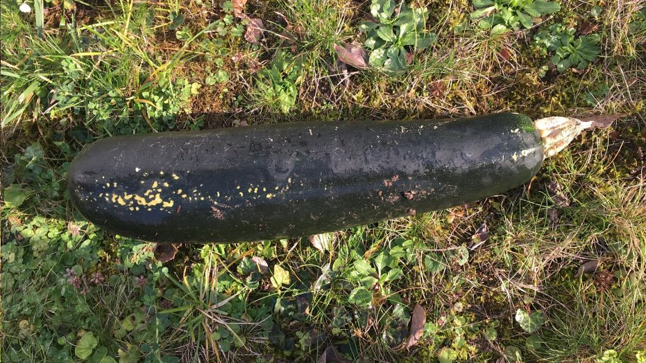 In this handout photo released by the police of Karlsruhe, a Zucchini is pictured in a garden in Bretten, Germany