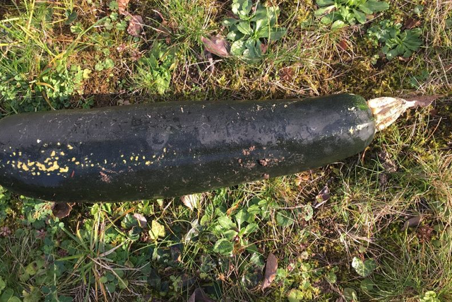 In this handout photo released by the police of Karlsruhe, a Zucchini is pictured in a garden in Bretten, Germany 