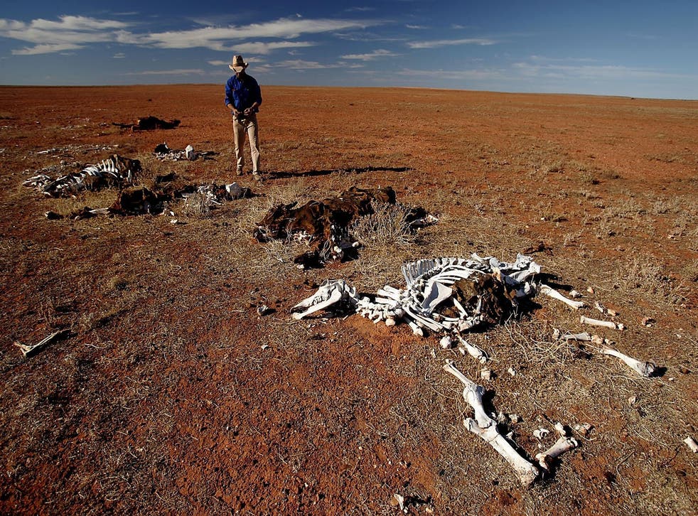 Gordon Litchfield from Wilpoorinna sheep and cattle station stands by dead horses and cattle on his property June 7, 2005 in Leigh Creek, Australia