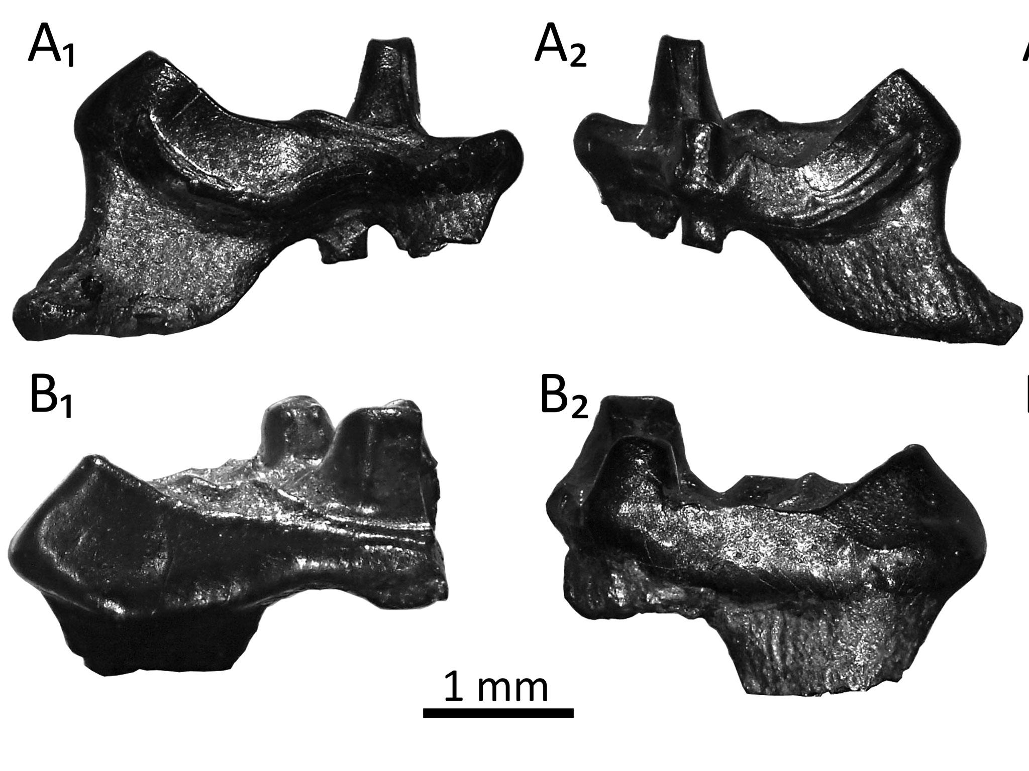 The teeth samples can be linked to mammals living today