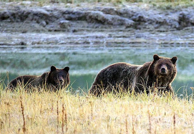 A mingling of the separate populations would go a long way toward bolstering the genetics of the isolated Yellowstone grizzlies