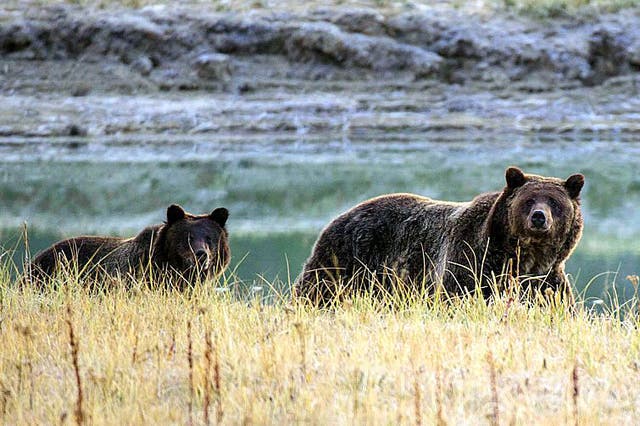 A mingling of the separate populations would go a long way toward bolstering the genetics of the isolated Yellowstone grizzlies