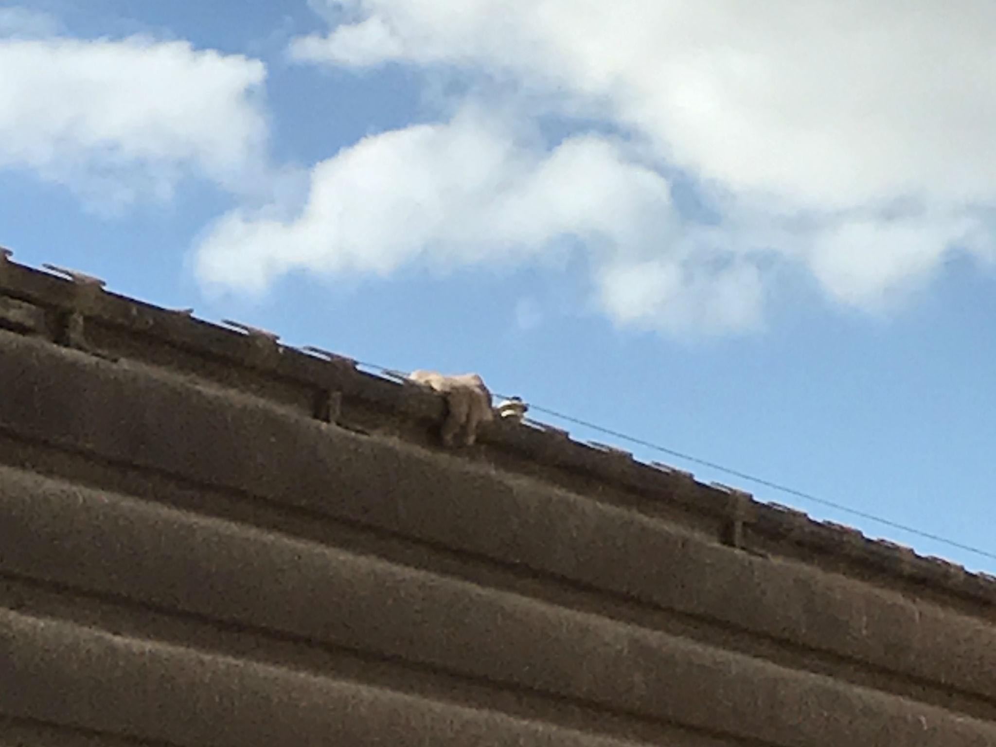 A Mexican man begins to climb over the current wall on the San Diego-Tijuana border, only to be met by the author and border patrol agents on the other side
