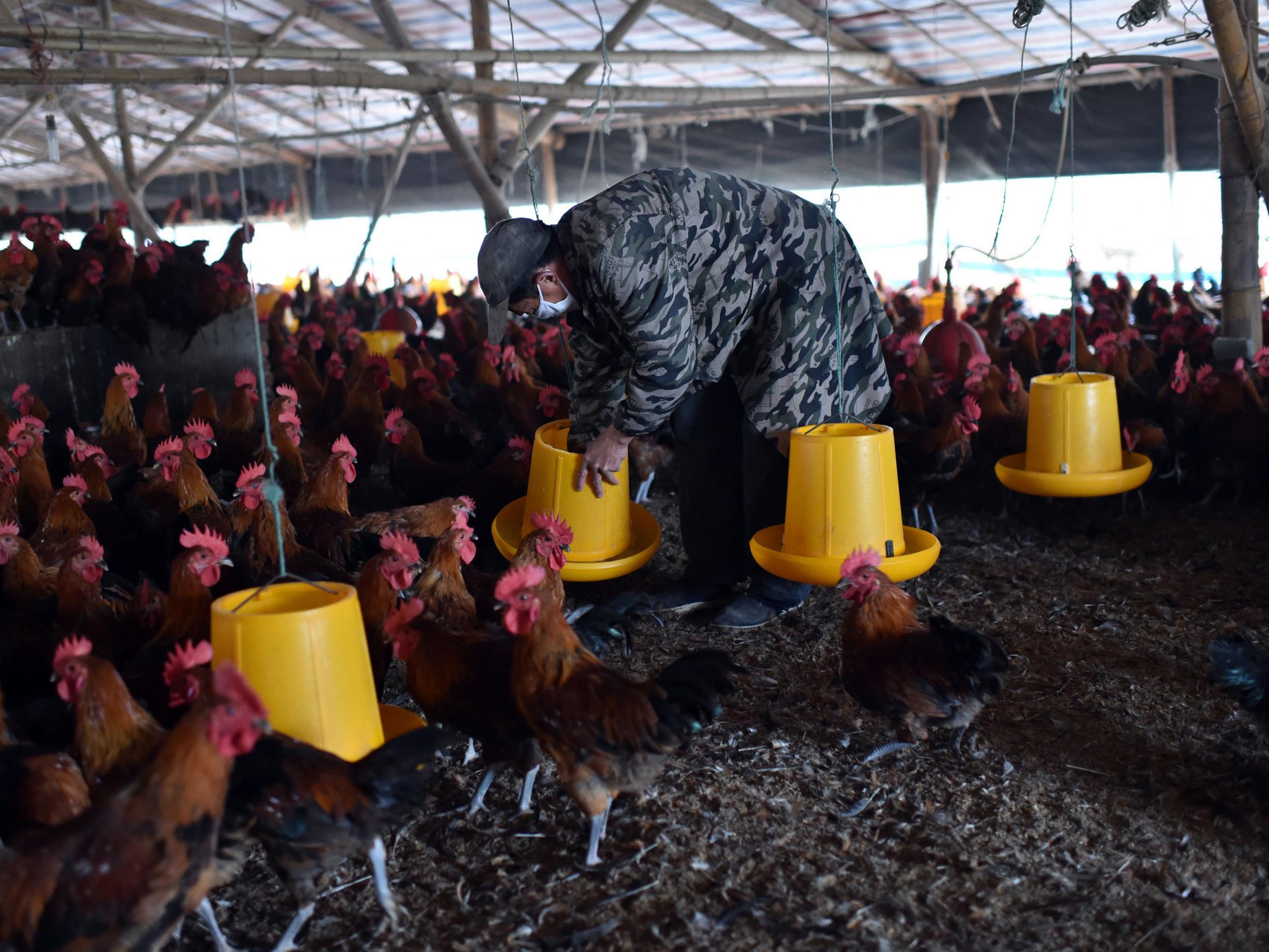 A worker cleans a feeding trough at a poultry farm in Hefei, eastern China's Anhui province