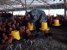 Farms must stop using antibiotics on healthy animals, says WHO