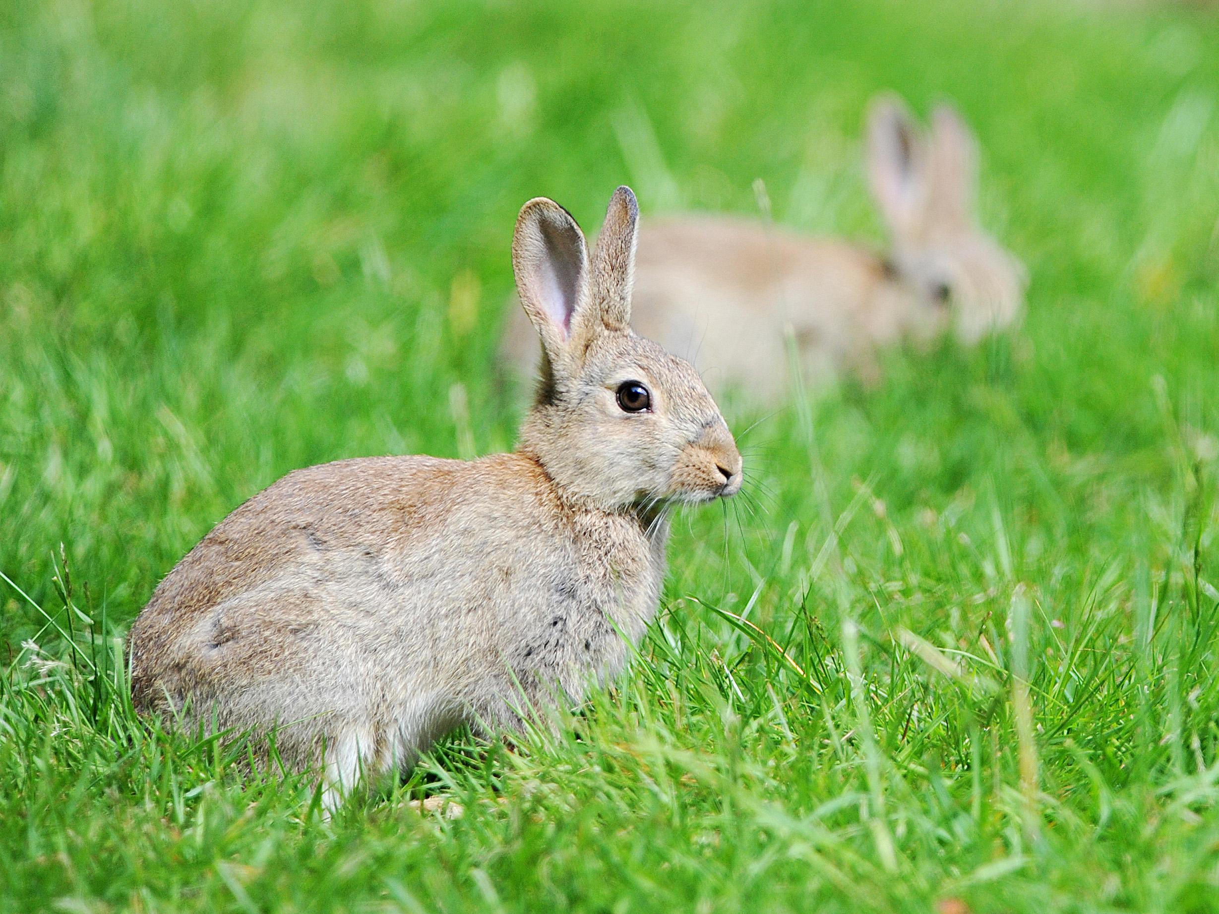 Video encourages Poles: “If you ever want to be a parent, follow the example of rabbits.”