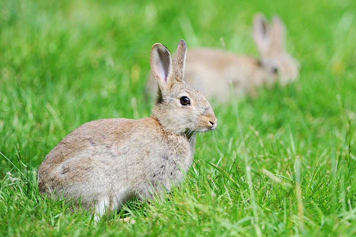 Poland urges citizens to 'breed like rabbits' to counteract falling ...