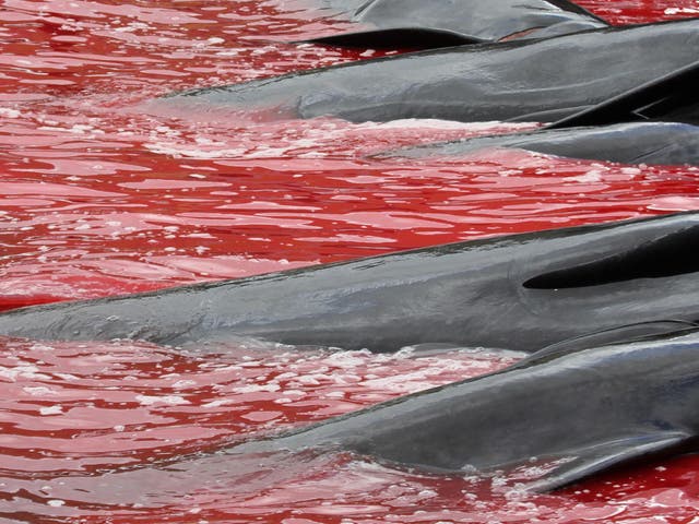 Dead pilot whales lie in the shallows after a grindadrap hunt in the Faroe Islands