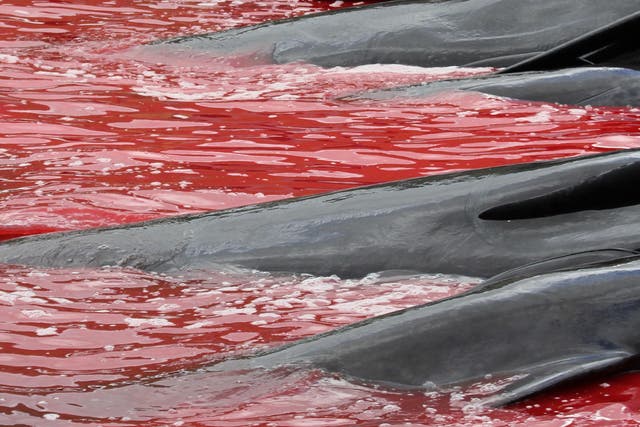 Dead pilot whales lie in the shallows after a grindadrap hunt in the Faroe Islands