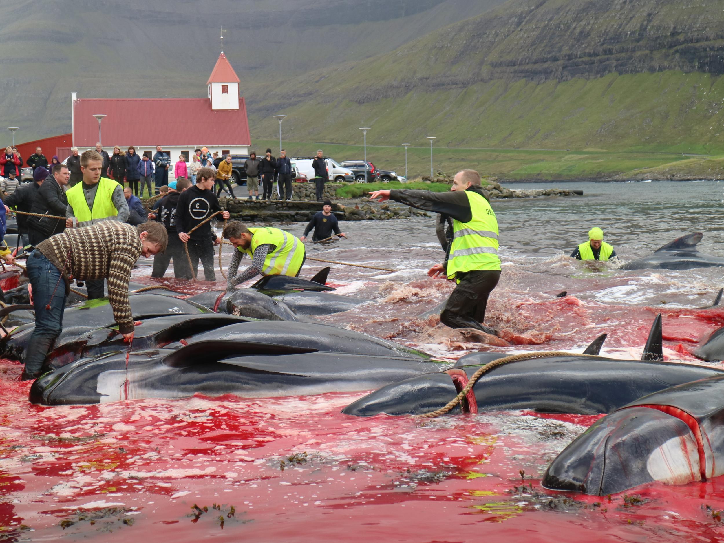 Dead whales and dolphins line the shore following a grindadrap hunt in the Faroe Islands