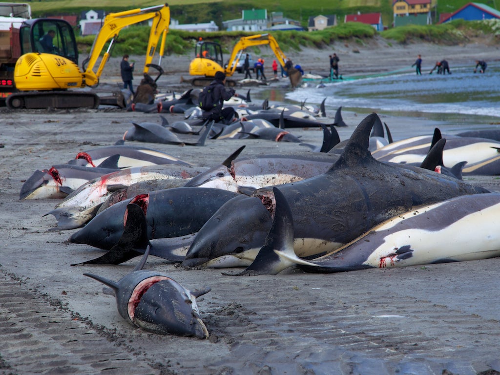 Dead whales and dolphins following a grindadrap hunt in the Faroe Islands