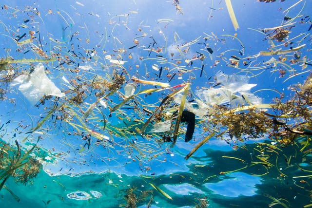 Plastic pollution is damaging to sealife and humans