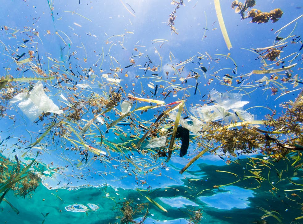 Plastic pollution is damaging to sealife and humans