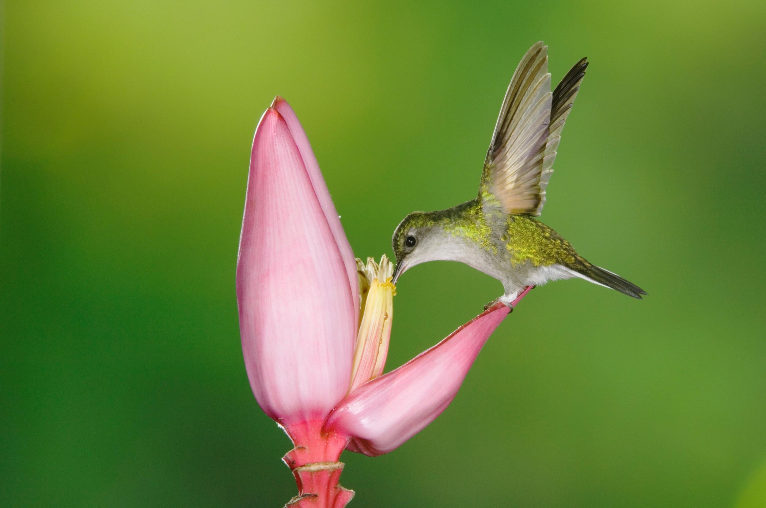 You’ll find a wealth of interesting wildlife in Spanish-speaking America