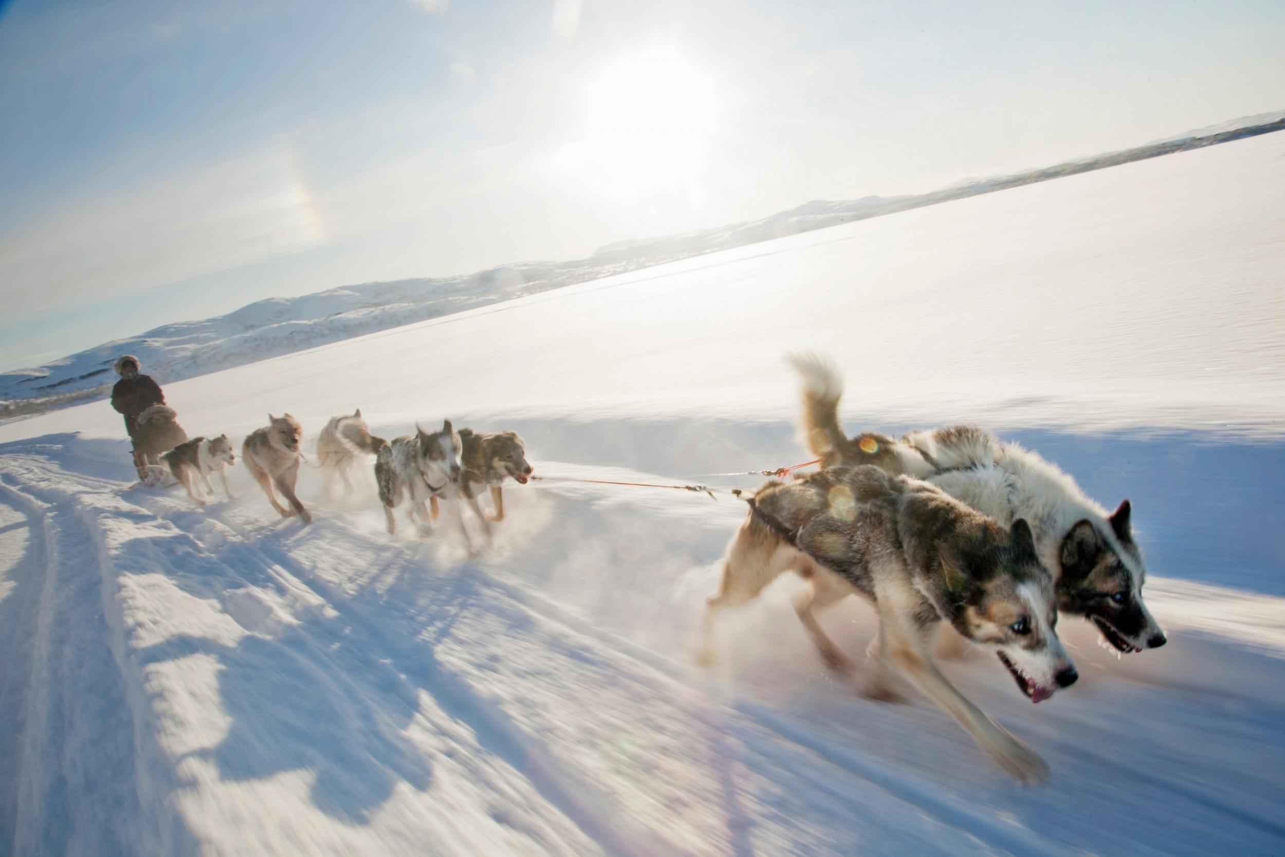 Let a team of huskies pull your sled through the Arctic terrain (Getty images)