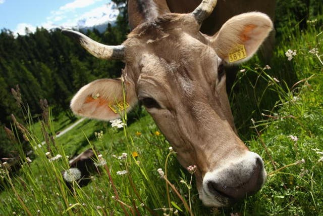 Cows could be the largest living mammals in a few hundred years if extinction trends continue, a new study said