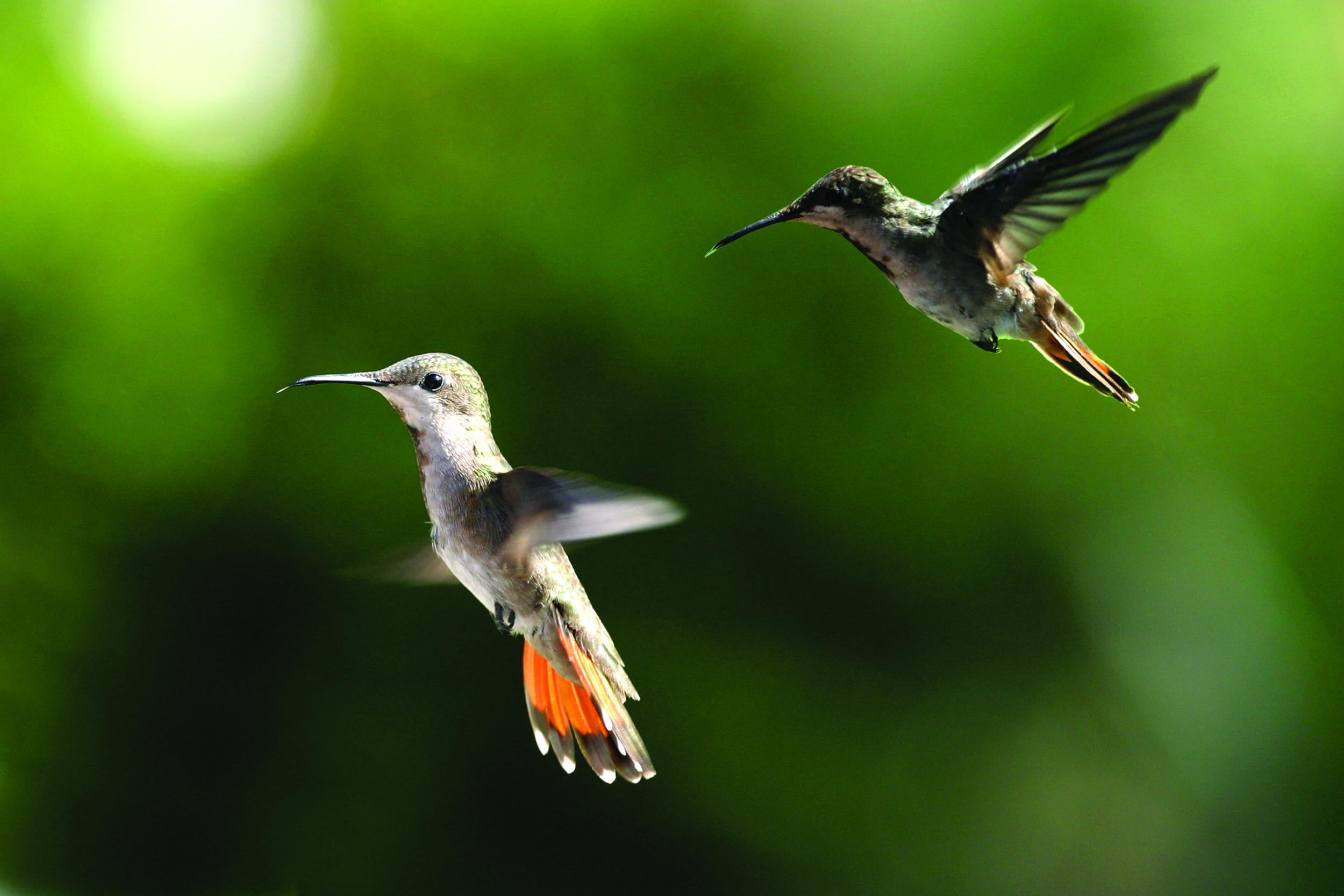 Tobago is home to many tropical animal species such as these hummingbirds