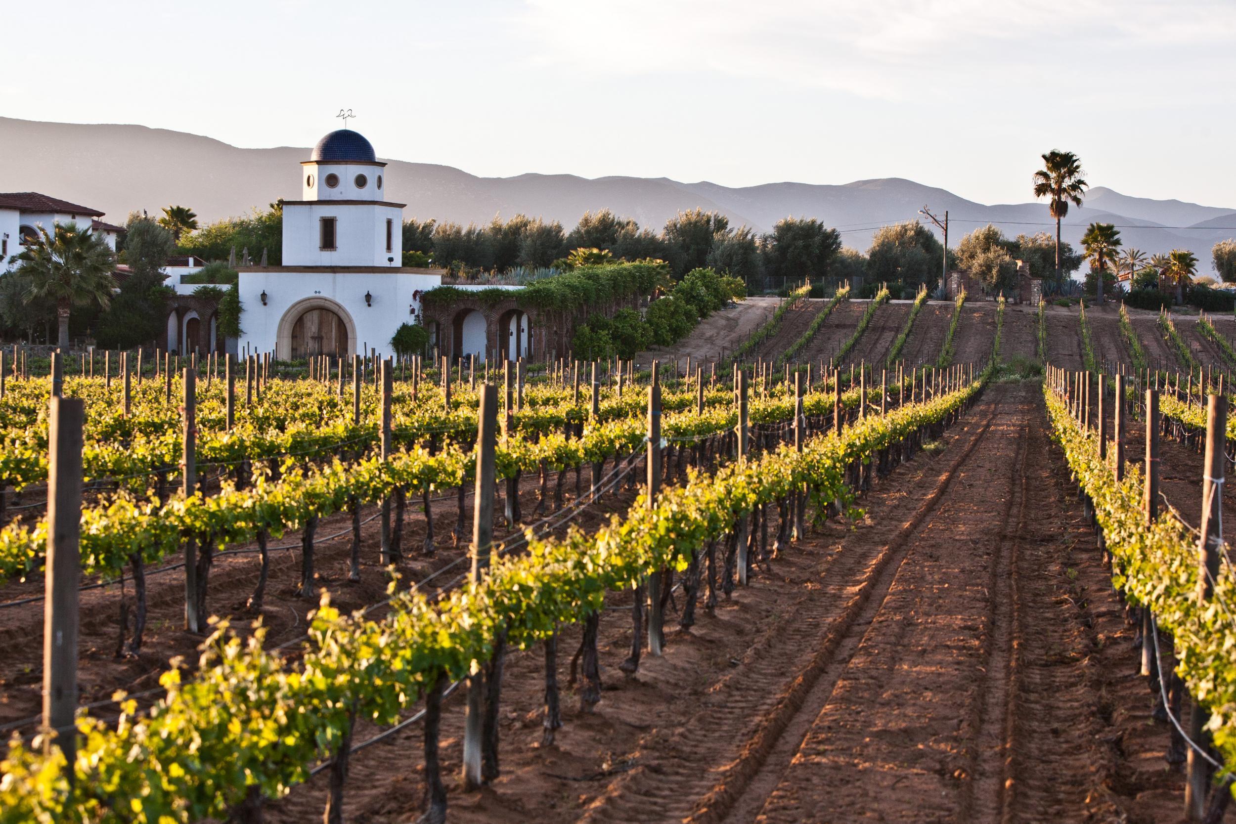 Valle de Guadalupe: How Mexican wine country is giving California a run 