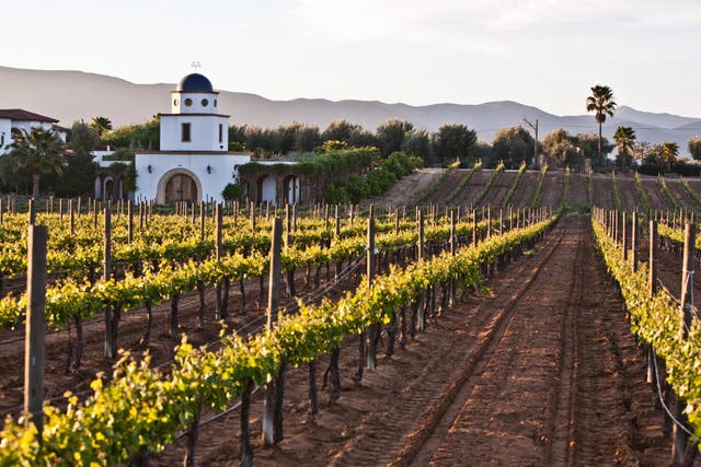 Baja has been compared to a ‘laidback Napa’ – which aggravates the local winemakers 