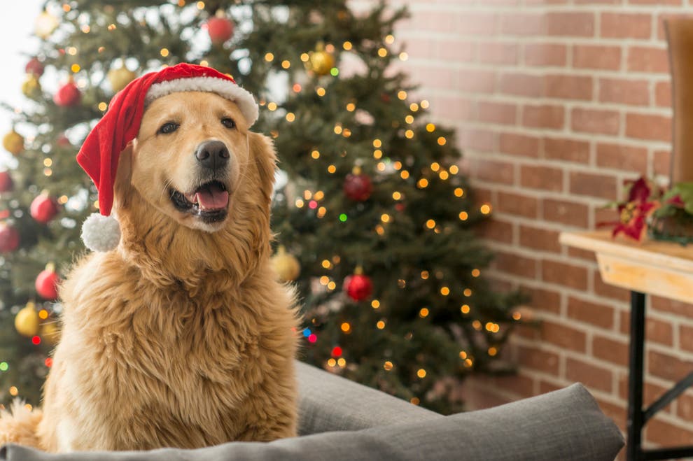 Christmas market for dogs coming to London | The Independent | The