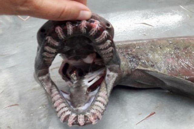 A rare discovery of a frilled shark was discovered off the coast of Portugal. The shark species is thought to be 80 million years old and is rarely encountered by humans alive.