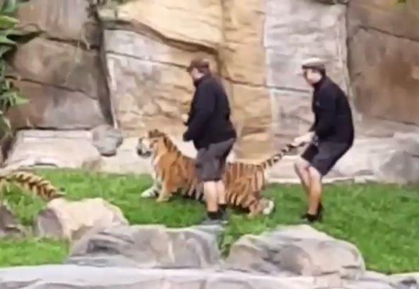 Staff at Dreamworks in Australia were filmed dragging a tiger by its tail