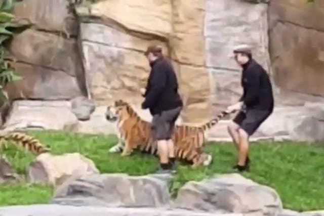 Staff at Dreamworks in Australia were filmed dragging a tiger by its tail