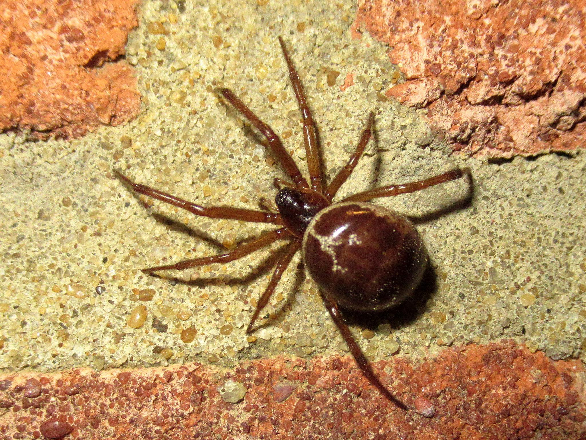 are widow spiders dangerous