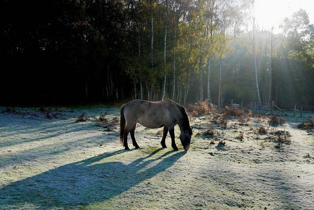 A horse grazing on a frosty morning near Ashford, Kent. More frosts can be expected as temperatures drop below freezing