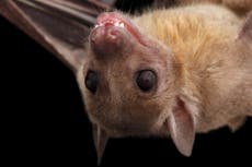 Bat brains sync up when they’re socialising, study finds