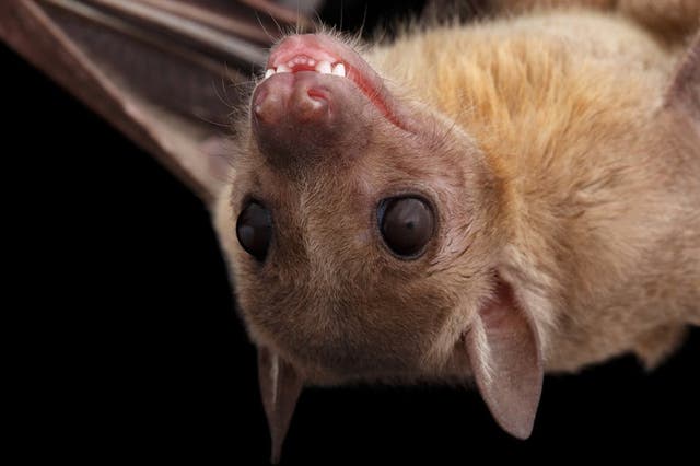 Cave-dwelling Egyptian fruit bats show no signs of disease but can spread it to any humans or monkeys that come into contact with their bodily fluids