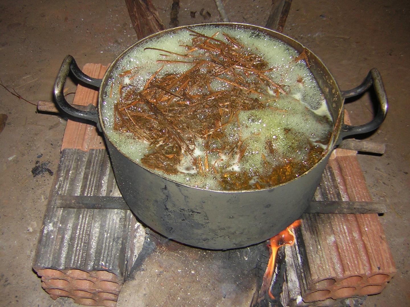 Ayahuasca is made by boiling stems of ayahuasca vines with the leaves of a plant called chacruna
