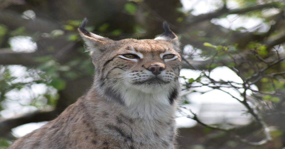 Wild lynx to return to Britain after 1,300 years