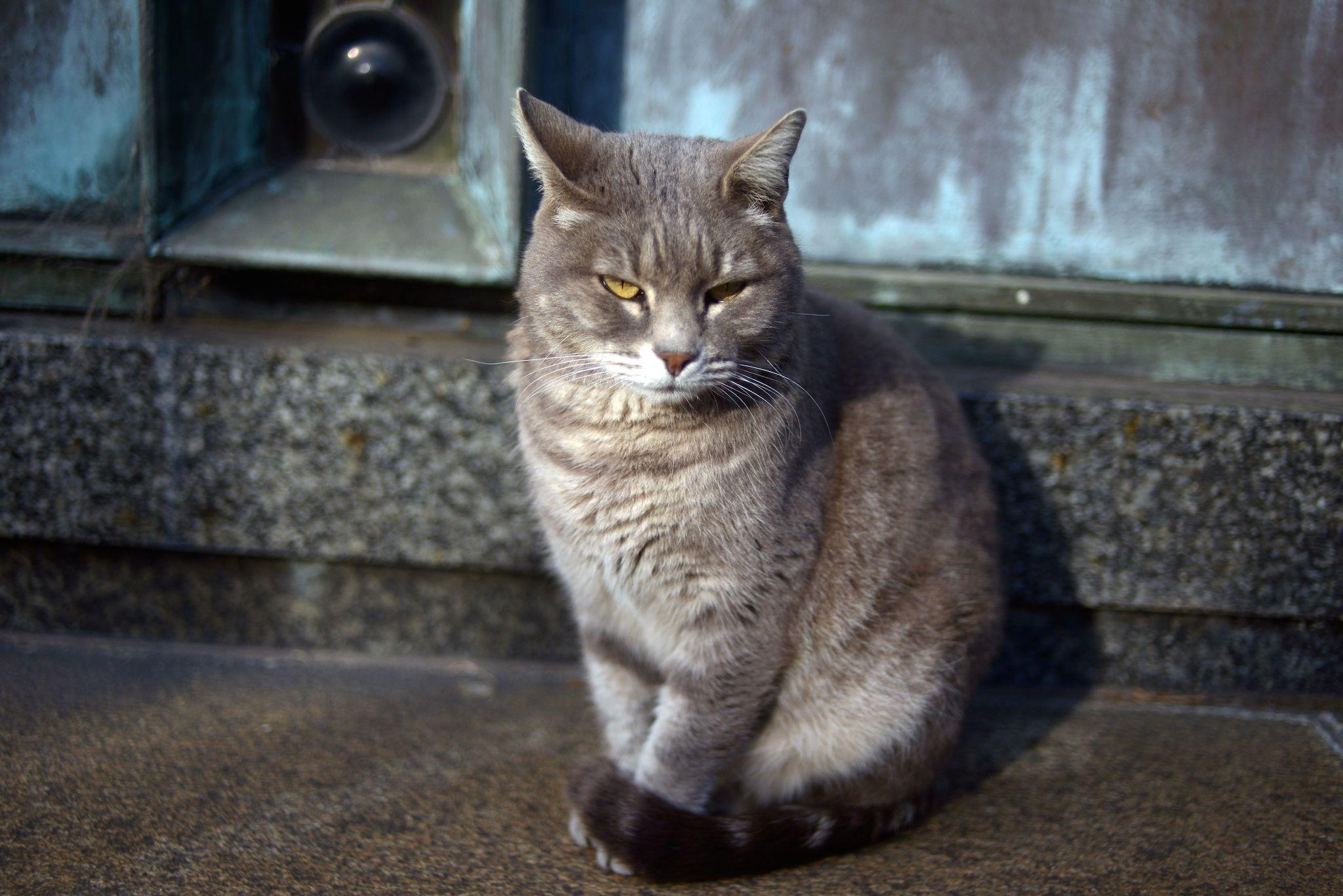 A stray cat is pictured at La Recoleta cemetery in Buenos Aires (EITAN ABRAMOVICH/AFP/Getty Images)
