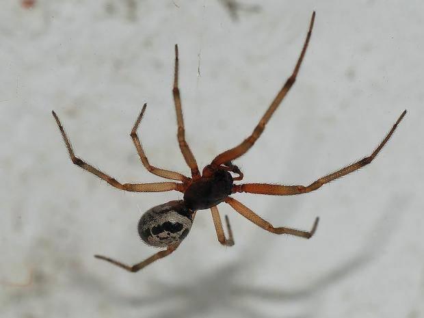The spider’s bites are venomous – but not deadly