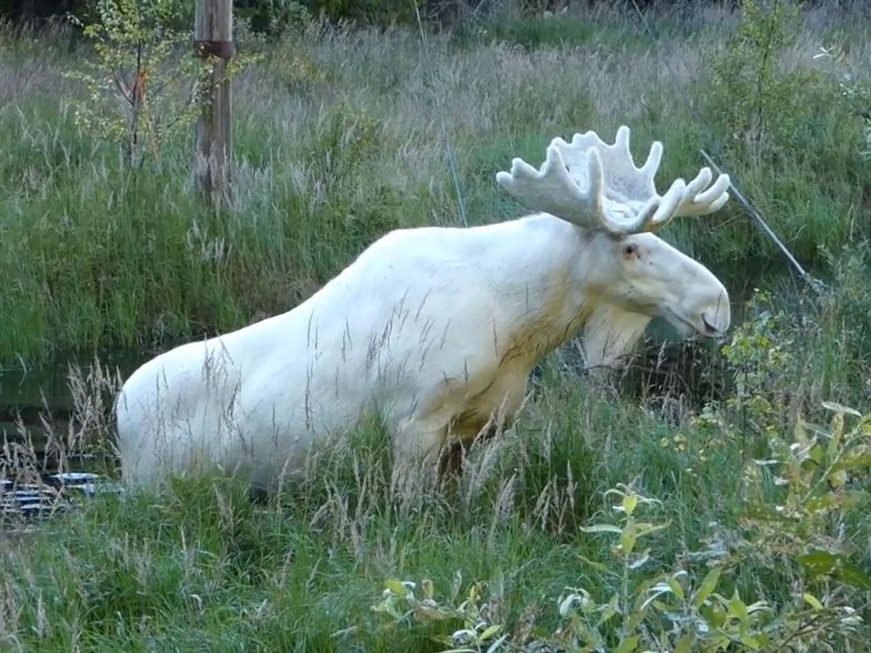 Ferdinand the white elk