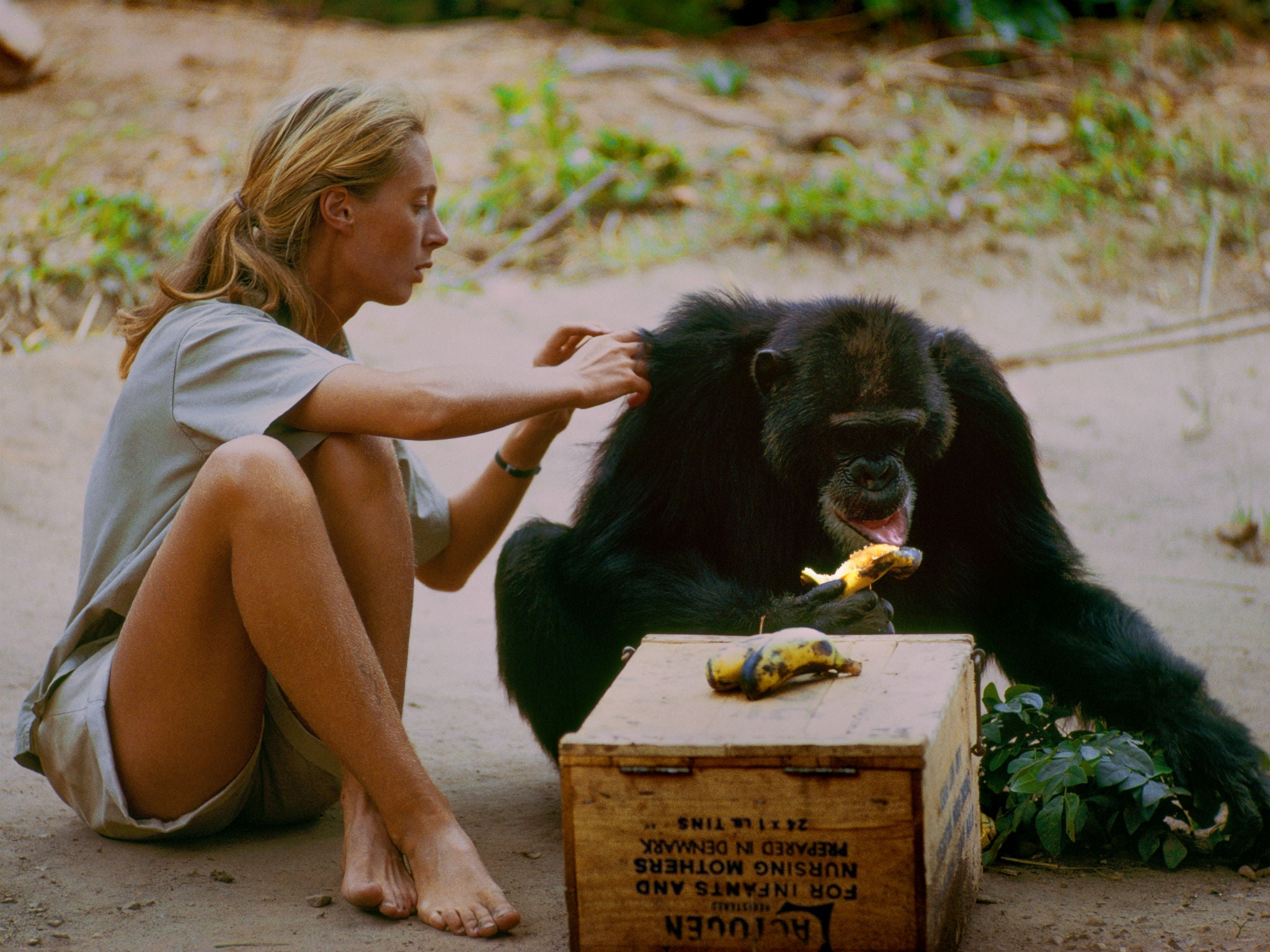 Jane Goodall with David Greybeard, the first wild chimp to lose his fear of her, as seen in the feature documentary 'Jane'