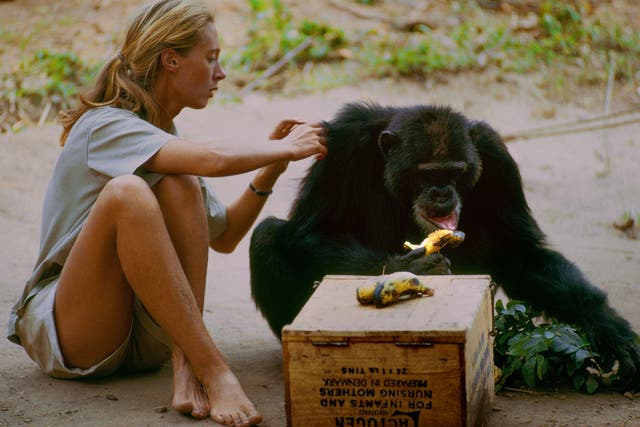 Jane Goodall with David Greybeard, the first wild chimp to lose his fear of her, as seen in the feature documentary ‘Jane’