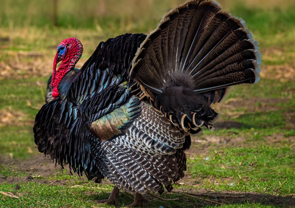 Image result for turkey