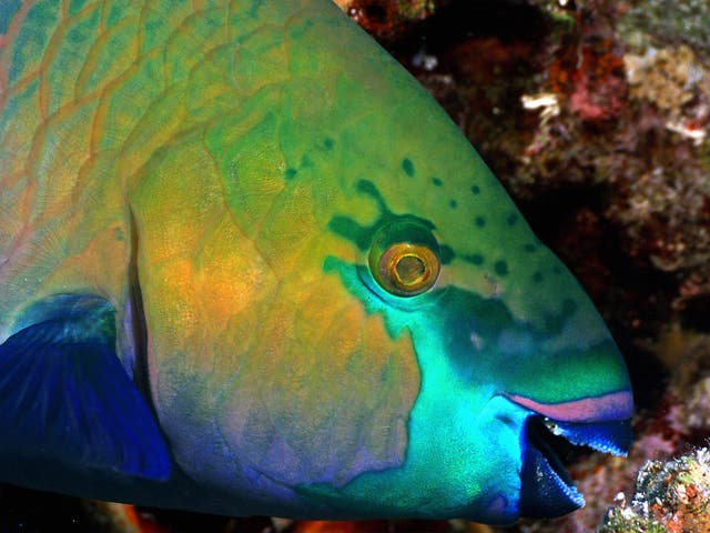 Rusty Parrotfish (Scarus ferrugineus) is seen in the depth of Ras Mohammed protection area near Sharm el-Sheikh in Egypt