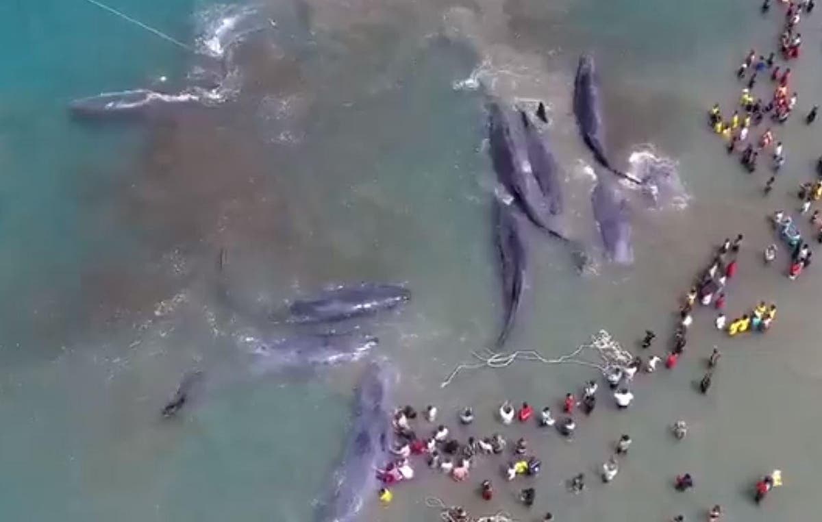 What Is Whale Sperm On The Beach