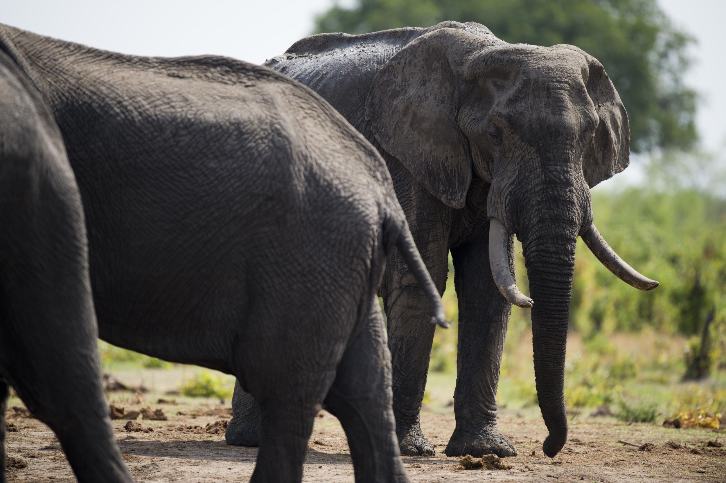 African elephants in Zimbabwe's Hwange National Park