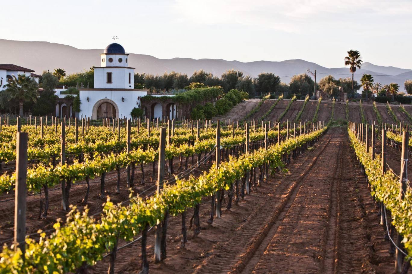 More wines about language: a vineyard in Baja California, Mexico