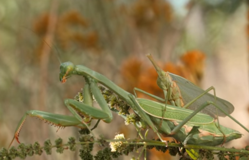 Best of Praying mantis sex position style style Praying mantis sex position