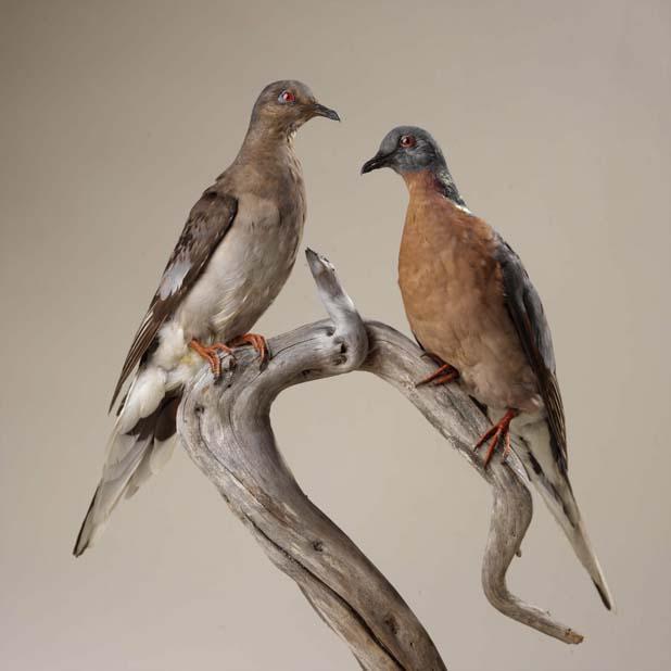 A female and male Passenger pigeon (Ectopistes migratorius) mount from the collections of the Royal Ontario Museum.
