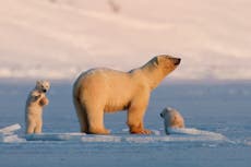 See the sights of Svalbard, Europe’s last true wilderness