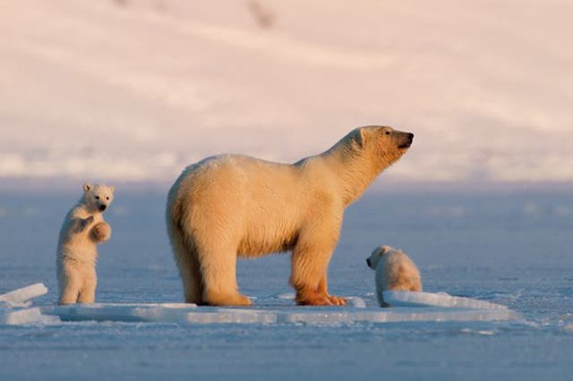 Around 3,000 polar bears can be found in Svalbard