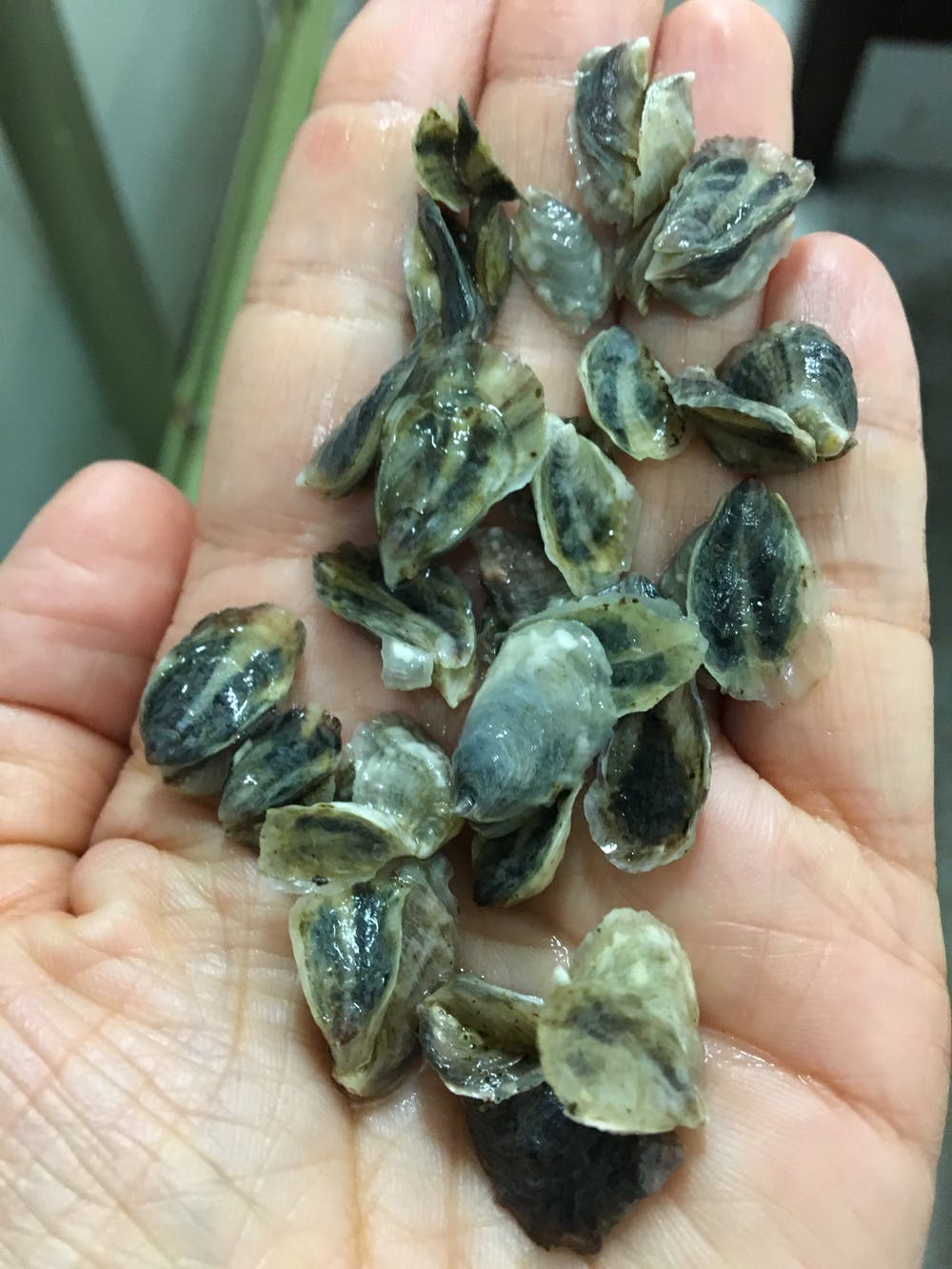 Pacific oyster seeds ready for planting